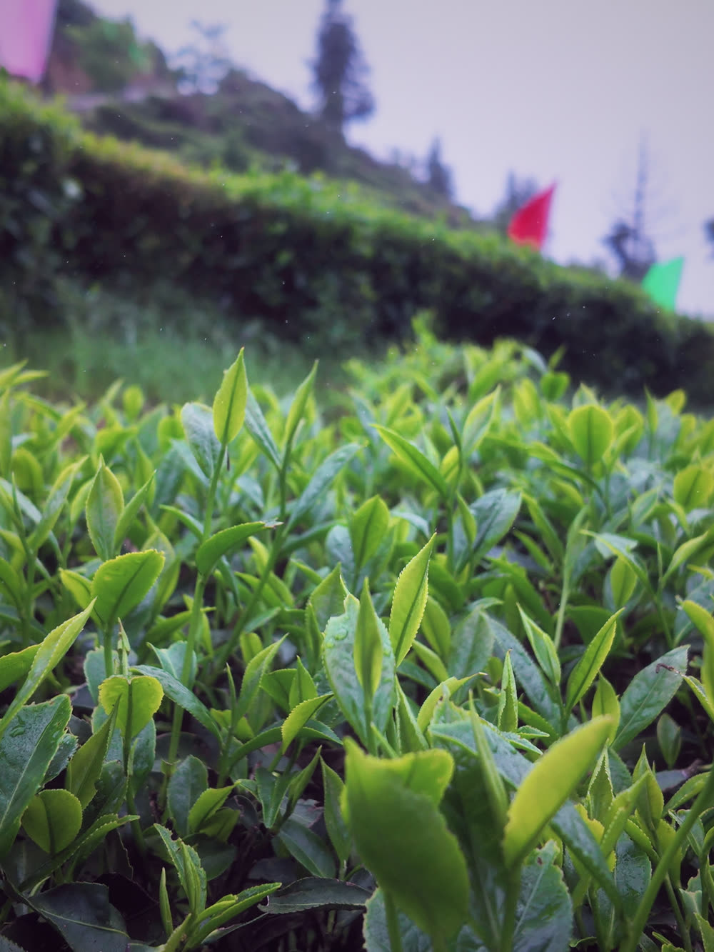 高山茶园里的嫩芽