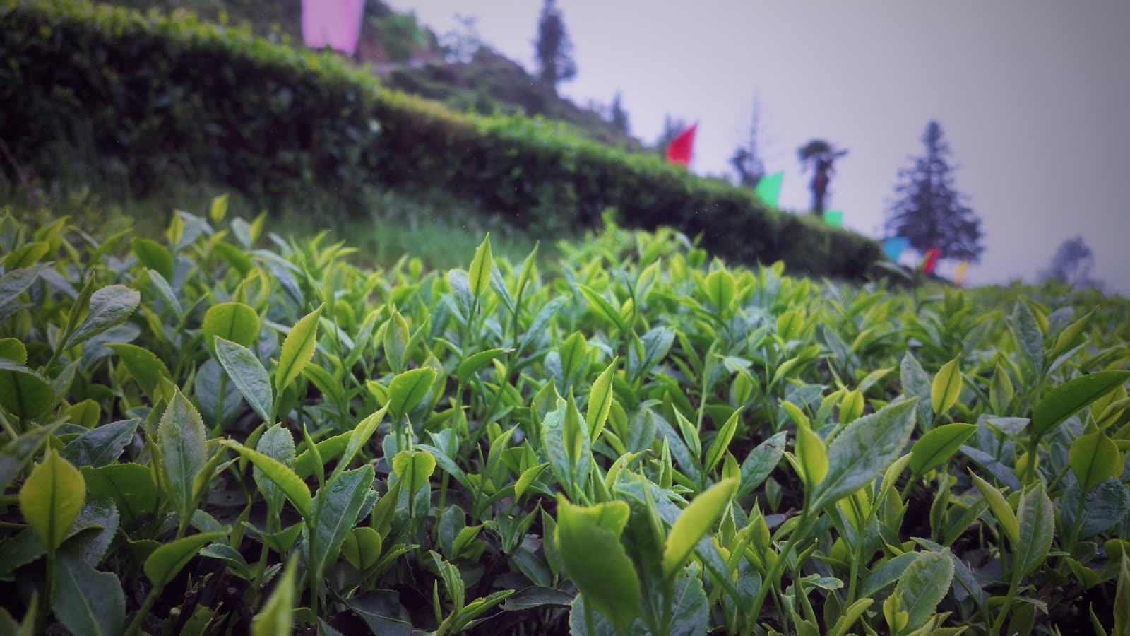 龙岩斜背茶高山茶园新芽
