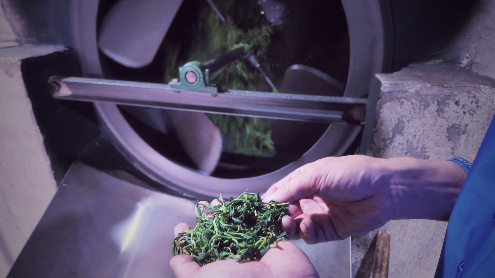 制茶师手里的茶样