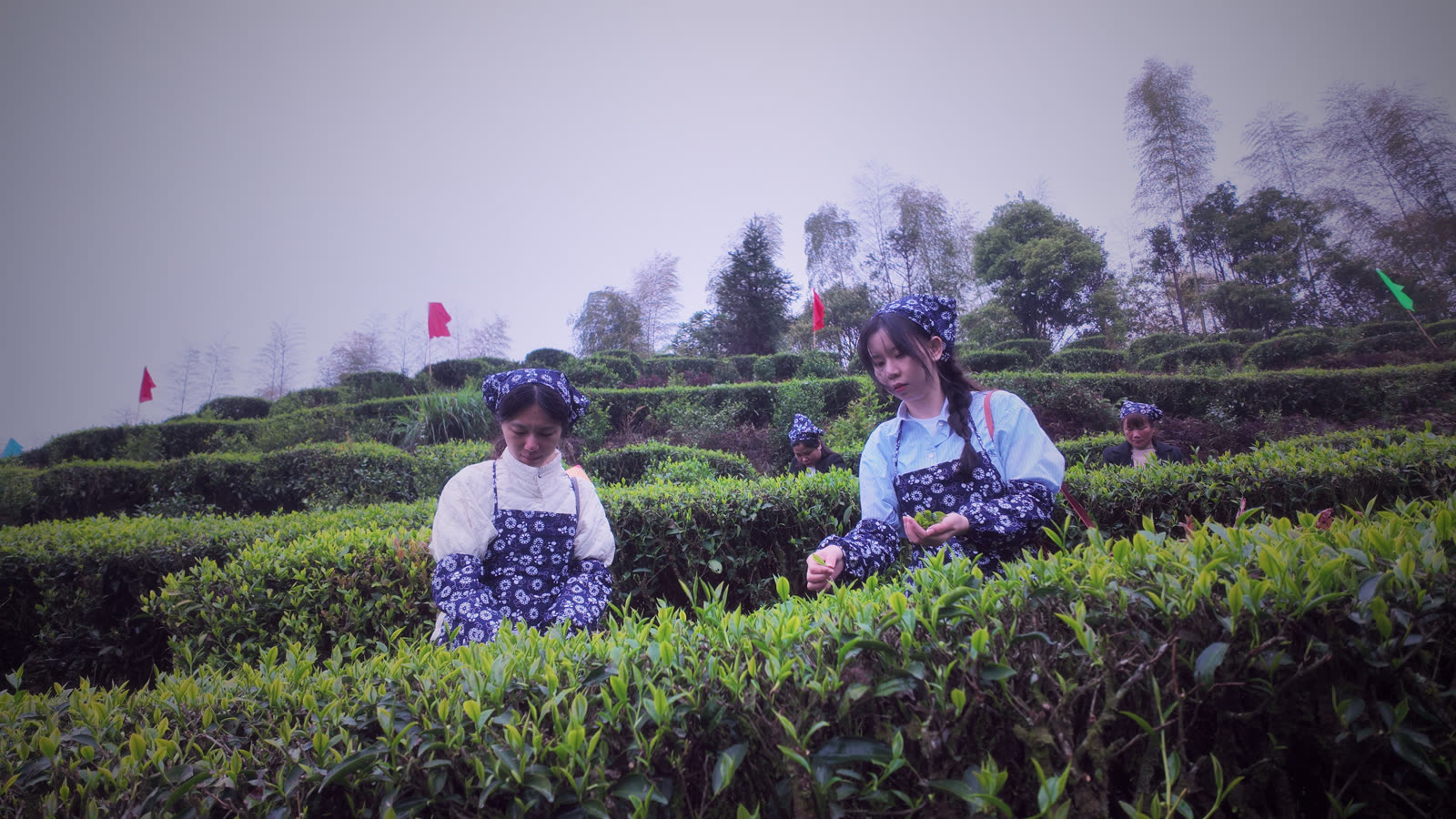 雾中采茶