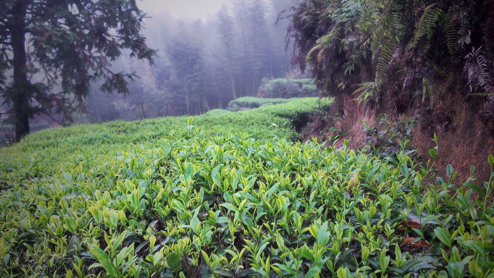 雾中的茶垄，海拔 800 米以上