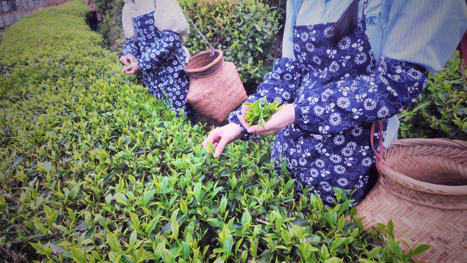 采茶人手采一芽二叶